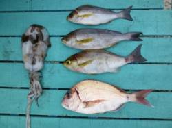 神谷沖一文字でエギング&カゴ釣り釣…