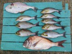 神谷沖一文字　カゴ釣りでマダイ・イサギの釣果