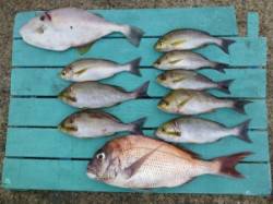 神谷沖一文字　カゴ釣りでマダイ・イサギの釣…