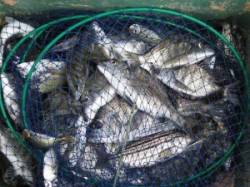 六本裏カセ、20〜30cmのチヌが数釣れ出…