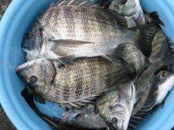 六本裏カセ、20〜30cmのチヌが数釣れ出しています！