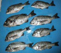 野原磯チヌ好調★餌はサナギを使用★