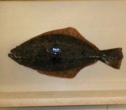 ワームでヒラメが釣れています。小浜湾の河口