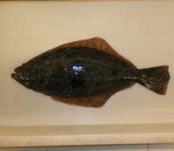 ワームでヒラメが釣れています。小浜湾の河口…