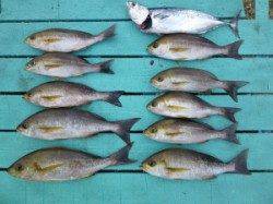 雨の神谷沖一文字でカゴ釣り　イサギにスマガツオ