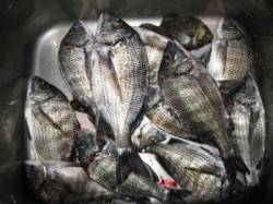 宮崎沖カセ・宮崎筏のチヌ釣果