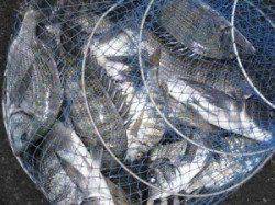 宮崎沖カセ・宮崎筏のチヌ釣果