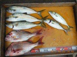 ヒラマサ好調〜♪ 三尾の磯でのカゴ釣り