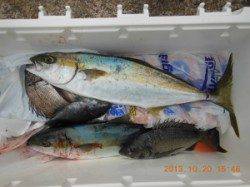 ヒラマサ好調〜♪ 三尾の磯でのカゴ釣り