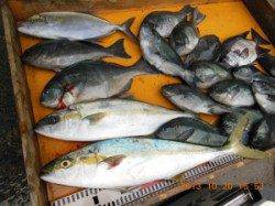 フカセでヒラマサにグレ！三尾の磯　秋シーズンです