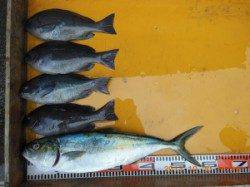 フカセでヒラマサにグレ！三尾の磯　秋シーズンです