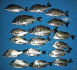 青井イカダでチヌの数釣り♪