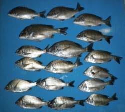 青井イカダでチヌの数釣り♪