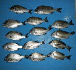 大丹生イカダでもチヌ好調でした