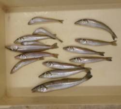 ヒロセオートキャンプ場、最大24.3cmの…