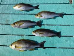 神谷沖一文字　カゴ釣りでイサギ＆ハマチ