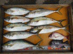 潮が通ってくれてヒラマサ爆釣です＼(◎o◎)／