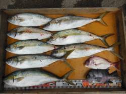 潮が通ってくれてヒラマサ爆釣です＼(◎o◎…