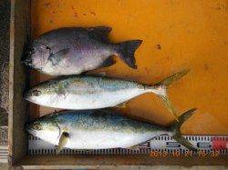 潮が通ってくれてヒラマサ爆釣です＼(◎o◎)／