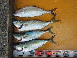 田辺元島付近で脈釣り、アタリ多数でした！