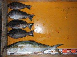 三尾の磯でフカセ釣り、ヒラマサ絶好調中♪