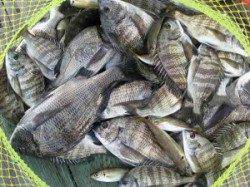 宮崎筏　中型チヌの数釣りいぜん好調