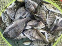 宮崎筏　中型チヌの数釣りいぜん好調