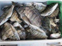 宮崎筏　中型チヌの数釣りいぜん好調