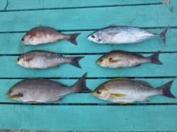 神谷でのカゴ釣り釣果、イサキ・カツオの他マ…