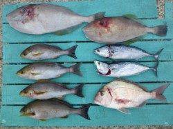 神谷でのカゴ釣り釣果、イサキ・カツオの他マダイも★