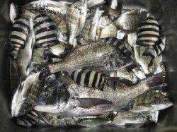 六本裏食いが戻ってきました♪　久々の44cmチヌ