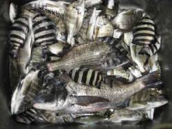 六本裏食いが戻ってきました♪　久々の44c…