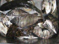 宮崎沖カセでもチヌ！ヒラメも釣れています