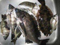 久美浜で筏釣り、ヒラメが釣れました♪