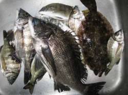 久美浜で筏釣り、ヒラメが釣れました♪