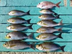 ヒラバエでかご釣り、良い型揃いのイサギです…