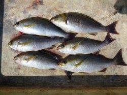 すいこみ釣りでハマチ、惜しくも一本バラしました…