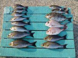 魚種多彩に釣れました、渡船を使ったカゴ釣り釣果