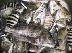 六本裏カセ＆宮崎筏　ぼちぼち良型が釣れ出し…