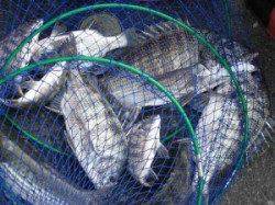 六本裏カセ＆宮崎筏　ぼちぼち良型が釣れ出しました