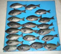 音海磯でグレ好調！　21匹中13匹が30㎝…