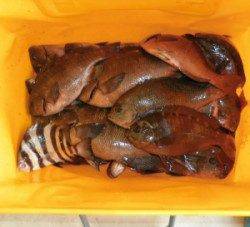 音海磯でグレ好調！　21匹中13匹が30㎝オーバー