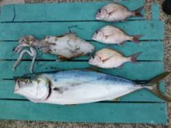 神谷一文字で立派なメジロ！エギングでアオリ…