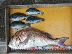 「でかい！」　磯で真鯛85cmGET！！