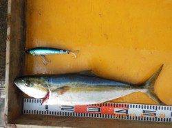 トップでヒラマサが出ました！三尾の磯釣果