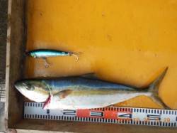 トップでヒラマサが出ました！三尾の磯釣果