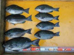 三尾の秋磯！イイ魚が釣れています！フカセで…