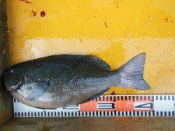 三尾の秋磯！イイ魚が釣れています！フカセでグレ