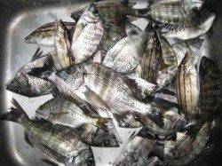 六本裏カセ、チヌの数釣りとヒラメの釣果も♪