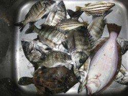 六本裏カセ、チヌの数釣りとヒラメの釣果も♪